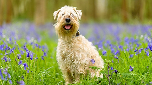 不掉毛中型犬推薦-5大低致敏犬種-照顧重點-美容次數全指南-愛爾蘭軟毛梗